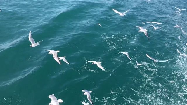 Чайки в Босфорском проливе. (4)