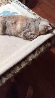 Нагулялась и упала. #котики