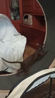 Кошка