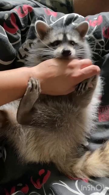 ты не ты, когда голоден.
подписывайся на мой канал 👆