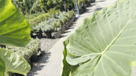 Алоказия, CLT 7 | 2