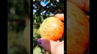 Огородный вложик. Ура, я искупалась, после долгих дождей и холода. 🍅🙂❤