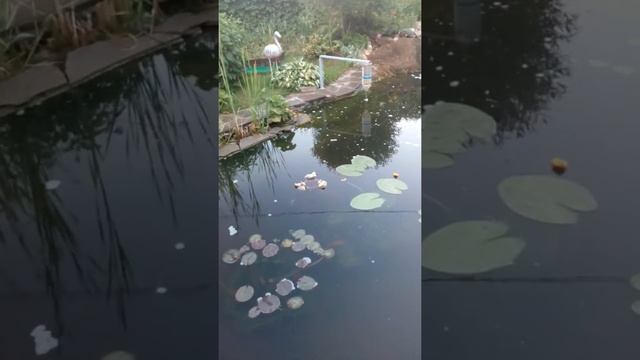 Кормежка вкусняшками Кои VID 20190607 210119