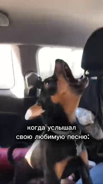 Слишком любимая песня😂