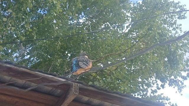 Зимородок прилетел в гости на дачу