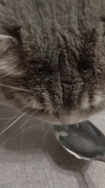 Котик кушает с ложички #кот #пуша #ложка #кушает #йогурт