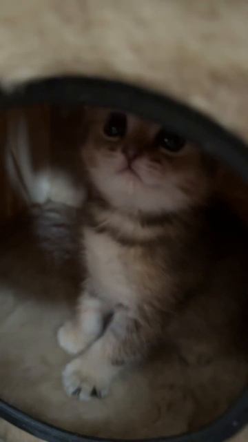#котики ⬛