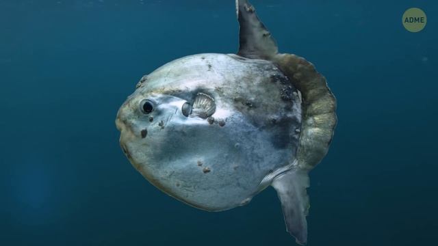 Они нашли 250 кораблей с золотом - вот что было внутри