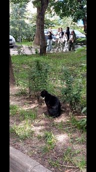 кошки нашего двора