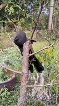 VID_20250817_104236_041.mp4