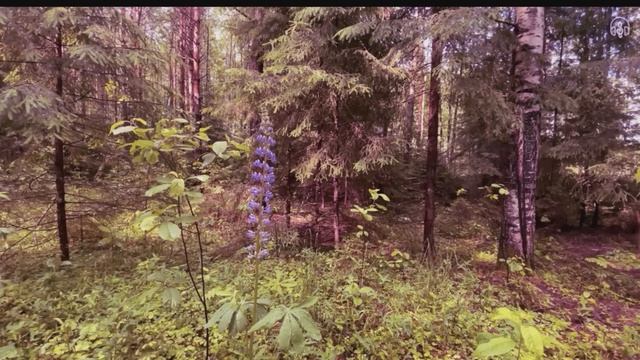 Село Безродное | Страшные истории про деревню | Мистические рассказы | Байки на ночь
