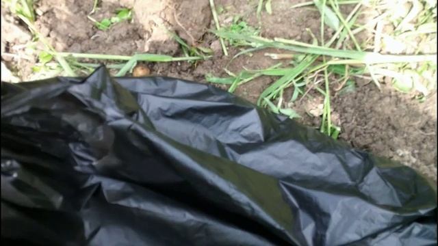 Как просто вырастить картофель из ростков. Часть третья.