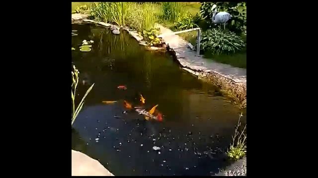 Кормежка Кои вкусняшками.Video 2019 06 09 at 20 16 31