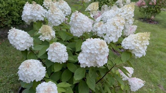 Гортензии в гламуре! Нужно ли нормировать побеги гортензий? Пышный куст или крупные соцветия?!