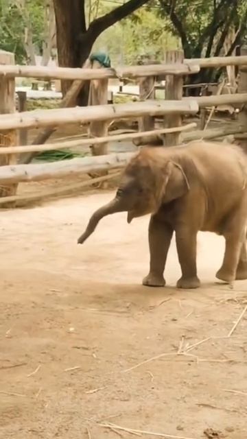 Милота дня: Маленькие слонята появляются на свет уже с хоботом, но первое время не понимают, что это