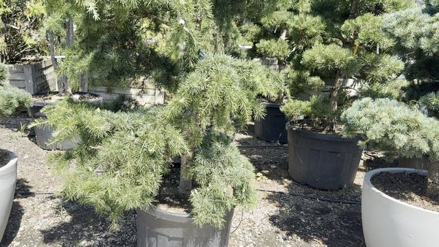 Кедр FEELING BLUE, CLT 130, BOSAI