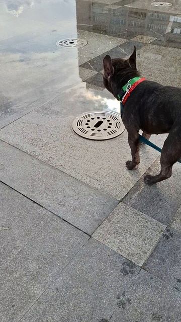 Французский бульдог # собаки