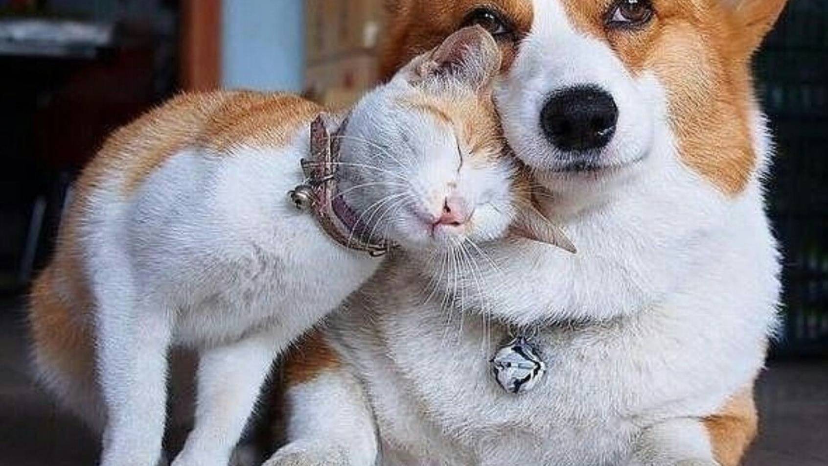 Приколы С Животными Смешные КОТЫ И Собаки -