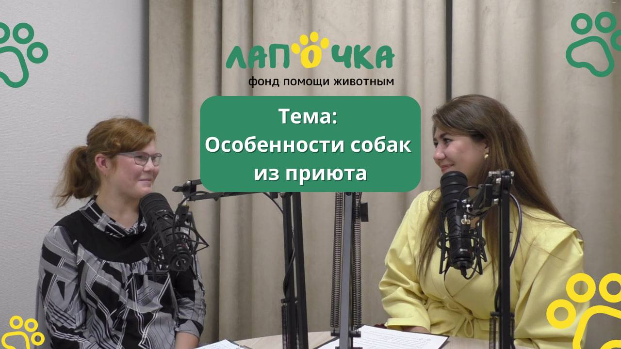 Жизнь с собакой из приюта: особенности и рекомендации