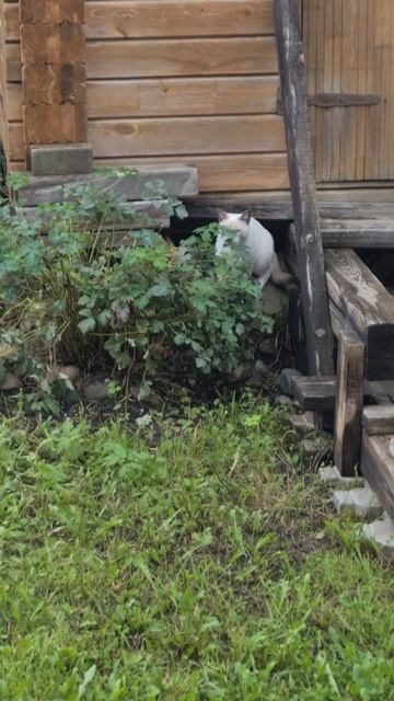 "Полярный кот" ищет зимовье.
