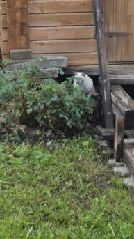 "Полярный кот" ищет зимовье.