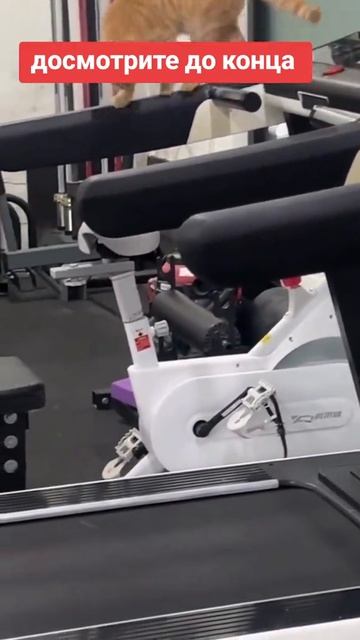 кот и тот бегает #shorts