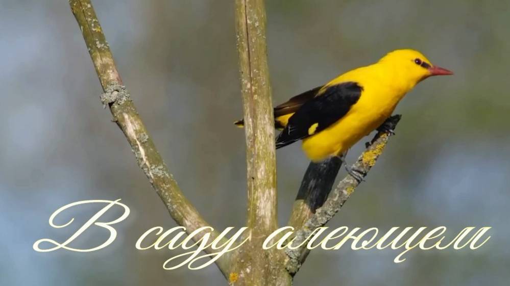 В саду алеющем. Стихи - В.Александрович и Е.Кондратьева, генерация звука в ИИ, монтаж - Е.Доставалов