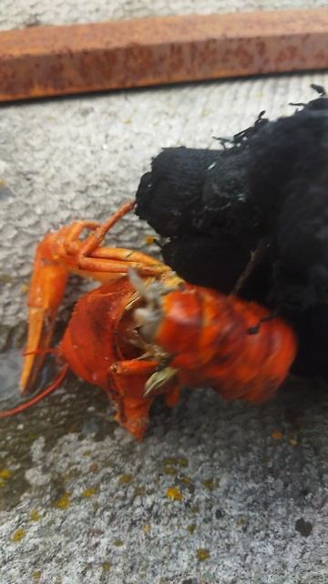 🦐🦞сварил рака‼️ну что там в нем есть❗