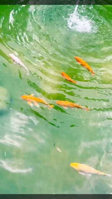 17-08-2025. Рыбки