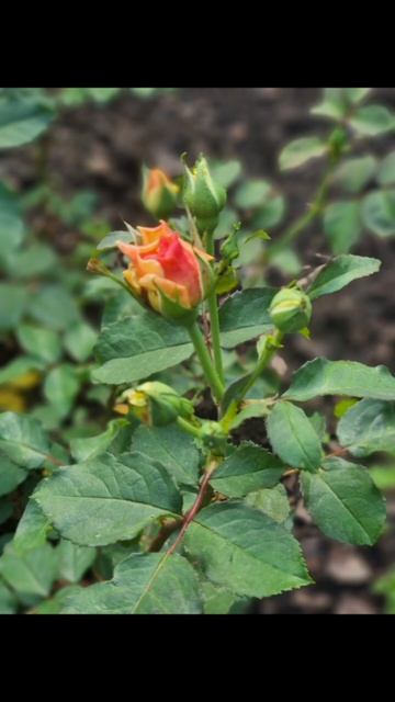 Влюбиться в лето