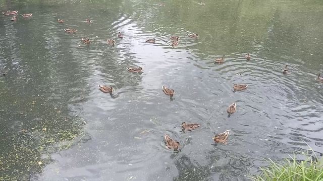 2025-08-08 Смотровая площадка, Ростокино