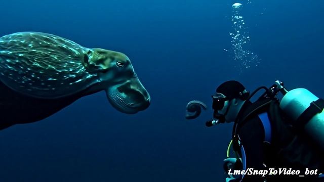 veo3 встреча на морском дне