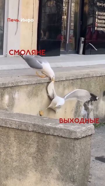 Именно так, по мнению смолян, выглядит утро понедельника!