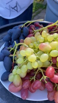 Первая дегустация 2025 #виноград #виноградвбеларуси