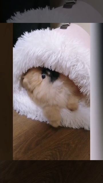 Малышка Мышка и новое гнездышко.