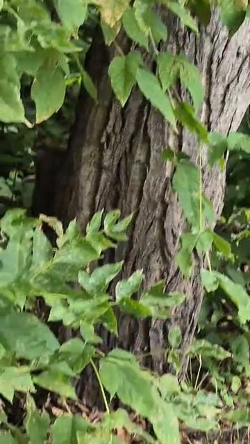 Увидели белку 🐿️ Часть 3