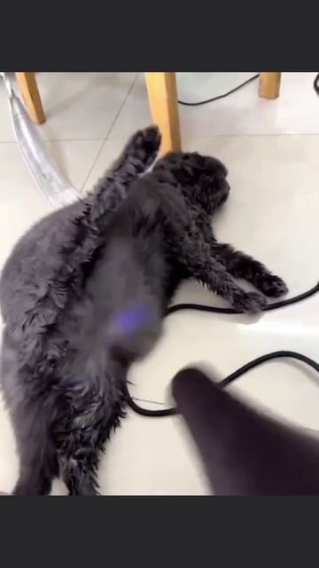 #юмор #прикол #приколы #угар #ржака #ржач #смех #смешно #кот #котики #животные #милота #весело #яппи