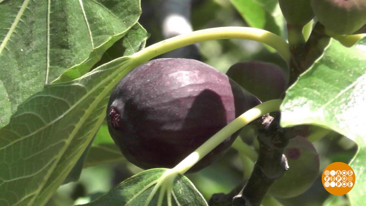 Инжир: впрок не брать! Доброе утро. Фрагмент выпуска от 18.08.2025