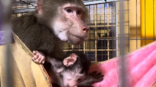 У гамадрил ужин, Лиду не знаем уже чем и накормить, объелась уже)))