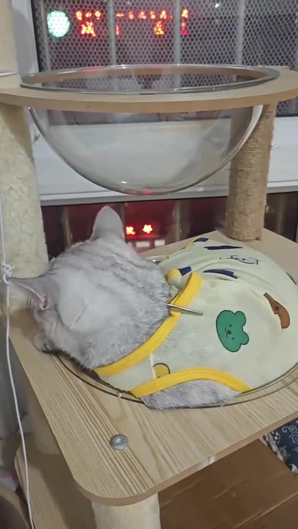 Купить прозрачную лежанку для кошек — отличная идея. По статистике, один из двух котов доволен