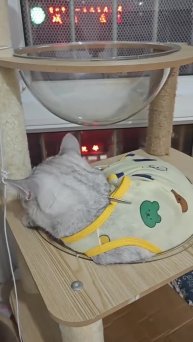 Купить прозрачную лежанку для кошек — отличная идея. По статистике, один из двух котов доволен