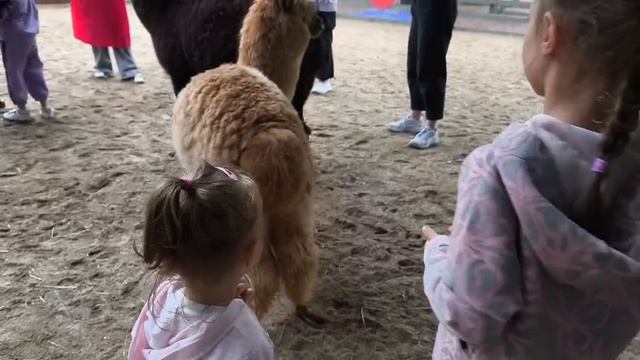 ольпаку можно кормить!