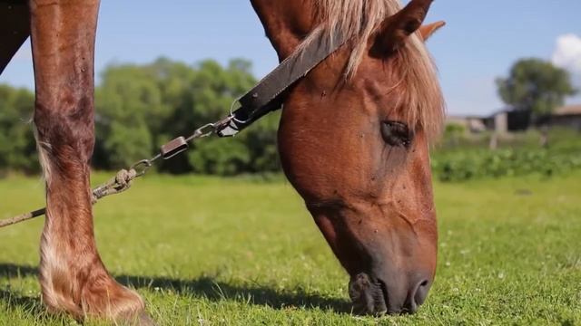 УСПОКАИВАЮЩАЯ МУЗЫКА ДЛЯ СНА