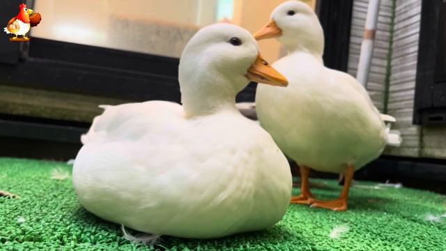 Забавные утки мускусные и пекинские на свободном выгуле со своими друзьями ч.(191) ❣️🤗😂