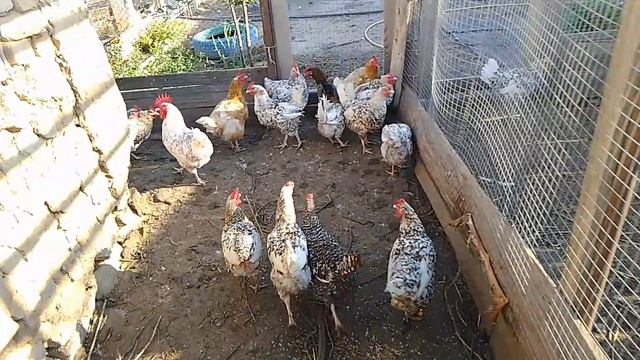 18 августа, Пират и Алёшенька