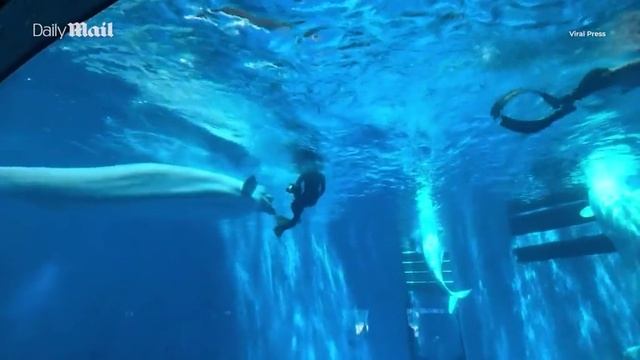 Кит атаковал дайверов на глазах у испуганных туристов