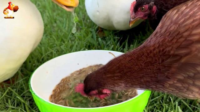 Забавные утки мускусные и пекинские на свободном выгуле со своими друзьями ч.(190) ❣️🤗😂