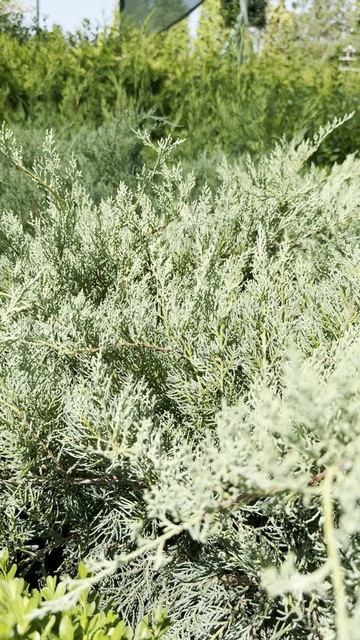 Самшит SEMPERVIRENS SKYLIGHT, PALLA | 2