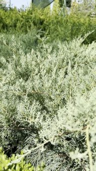 Самшит SEMPERVIRENS SKYLIGHT, PALLA | 2