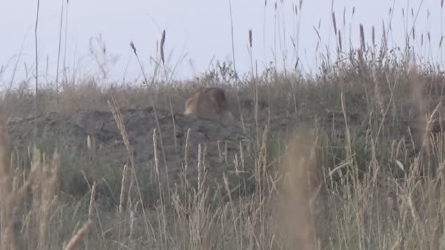 Тишина степей — охота на сурка без лишних звуков. Охота 2025г.